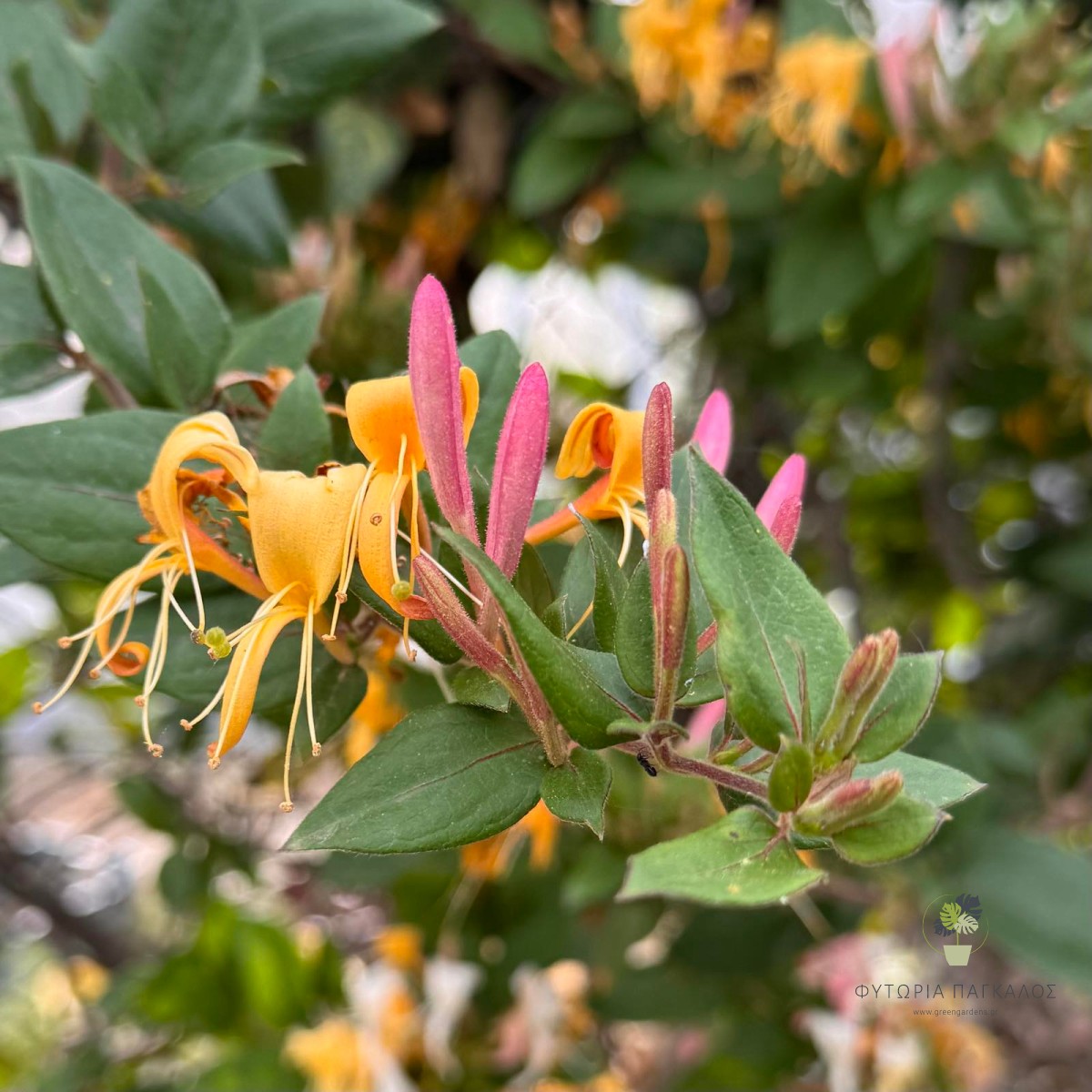 Αγιόκλημα (Lonicera japonica) – Αναρριχώμενο Αρωματικό Φυτό - 3 lt